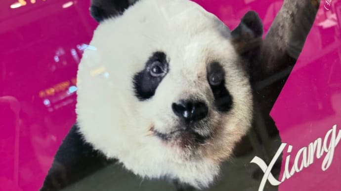 ❤️6/4❤️① 上野松坂屋は🐼パンダフル🐼❤️