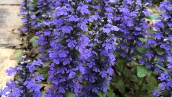 蔵出し春の花々＊ブルー