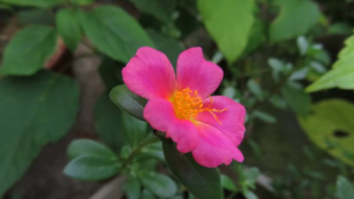 Portulaca