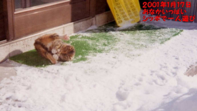 厳しい寒さに耐えてきた愛猫・22歳までの想い出