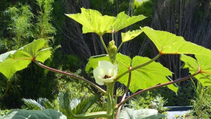 夏野菜の収穫、まだ続く。