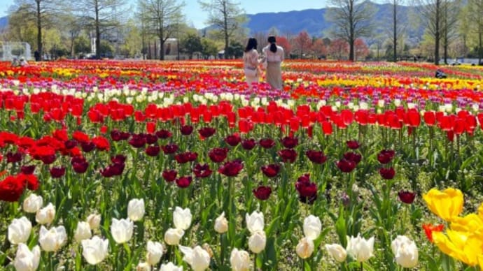 色とりどりのチューリップが満開　滋賀農業公園「ブルーメの丘」（滋賀県日野町）