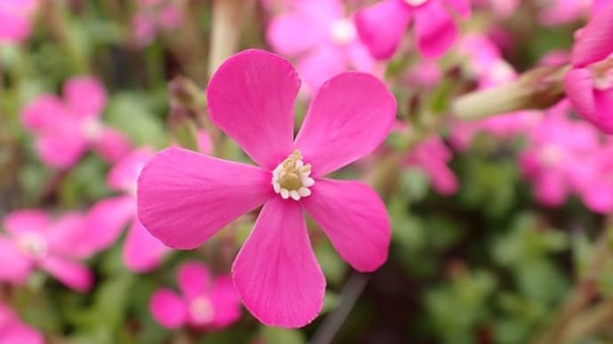 シレネ・ピンクパンサーの花