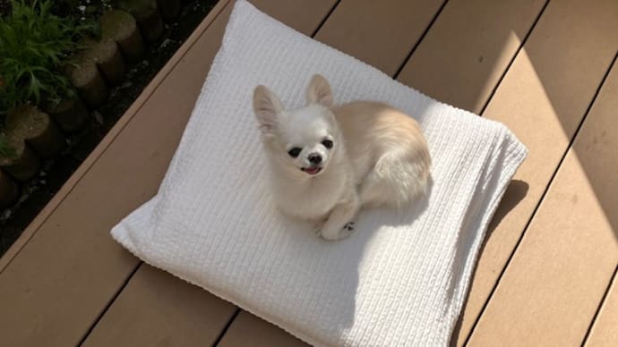 春便リリ
