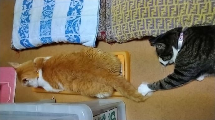 9月19日(日) 猫の麦とごまの日常日記