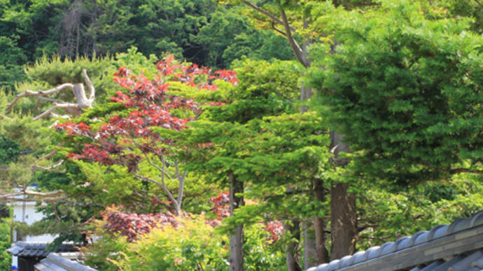 芍薬咲くにしん御殿 旧青山別邸