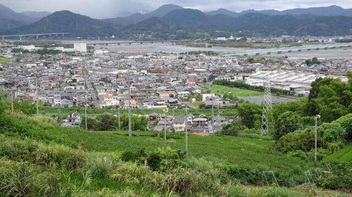 白い百日紅が目にしみる