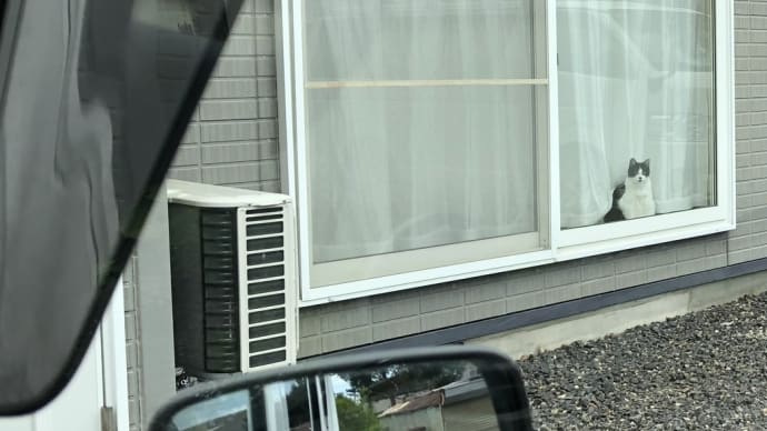 お出迎え、、、。