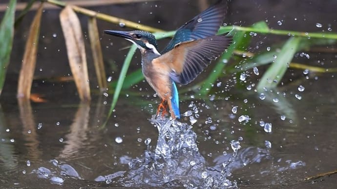 今週のカワセミ(長月)