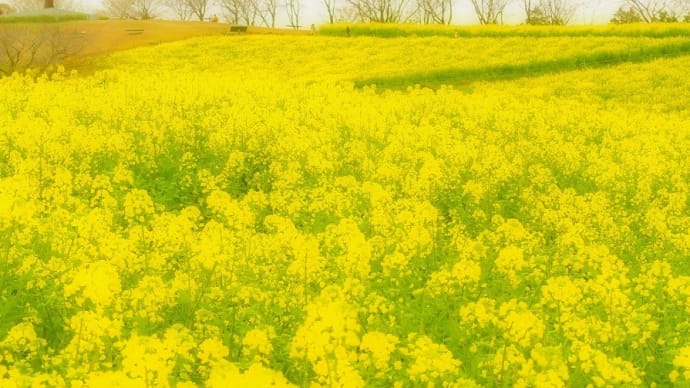 菜の花咲く 諫早・白木峰高原・2020 その2