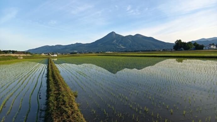 2023 米作り 六月一日