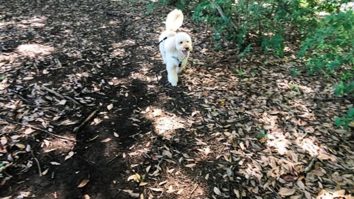 お散歩についていく”ぴ”・・🐩・・🐤