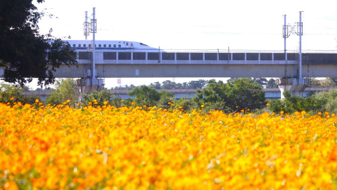 きょうの風景 ・・・ 11月6日 「武庫川髭の渡しコスモス園」で