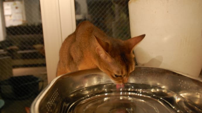 前足で水を飲む猫