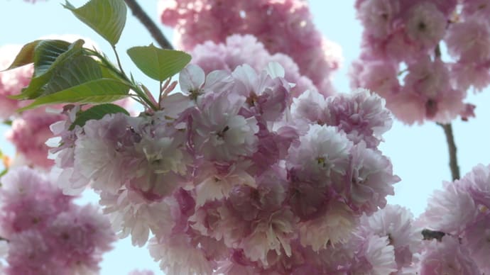 一関市舞川の八重桜「関山」　2022年5月4日（水）