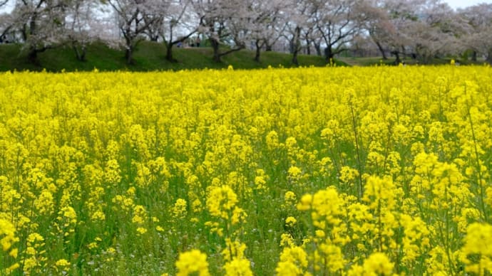 藤原宮跡の桜は終わりかけでした