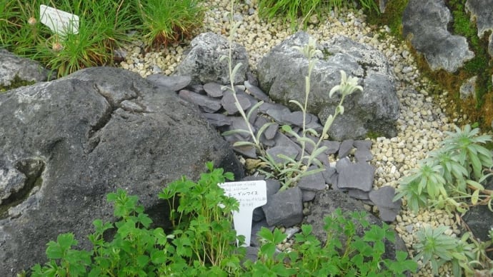 京都府立植物園を晩夏の散策------友人投稿です