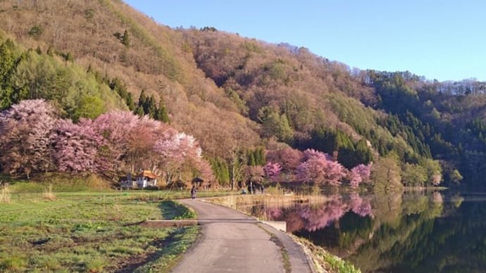 信州桜だより2024（6）幻想的な逆さ桜　中綱湖