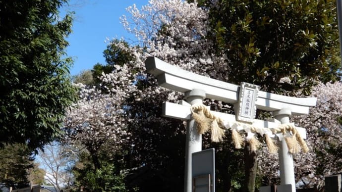 高尾氷川神社とオオカンザクラ
