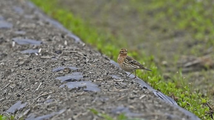 ムネアカタヒバリ　Ⅱ