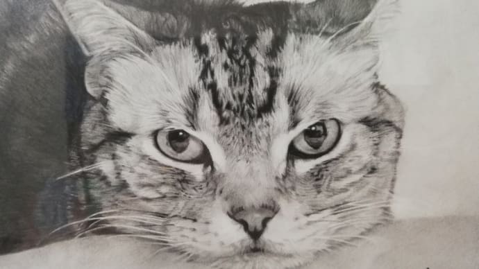 今日は手抜き記事にゃのだ〰️
