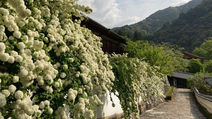 真っ白いお花盛りの長谷寺です！