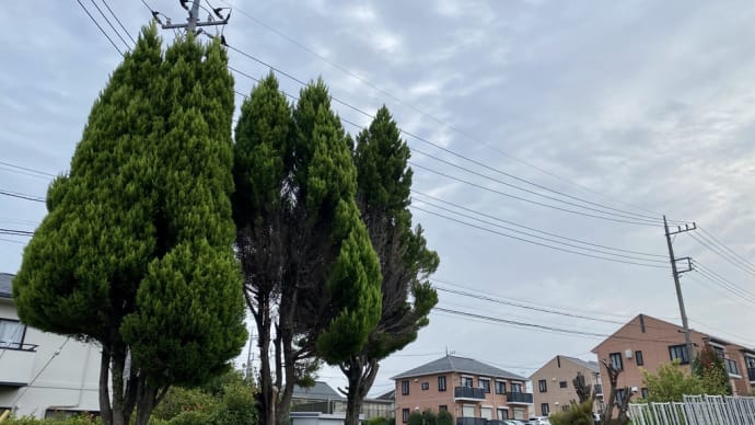 毎朝、見かける樹