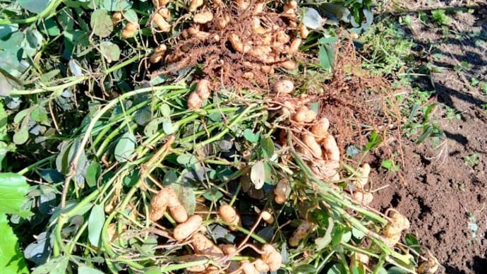 えっ!こんなに取れるの?落花生収穫