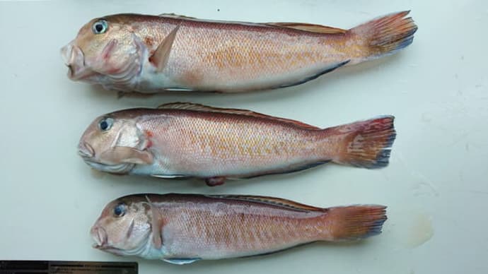 沖釣り、希少な魚狙い