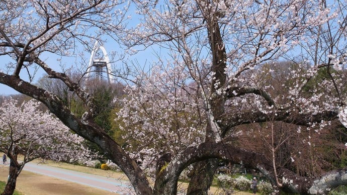 木曽川堤のエドヒガン