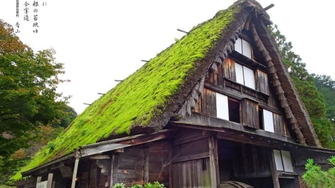 屋根の苔