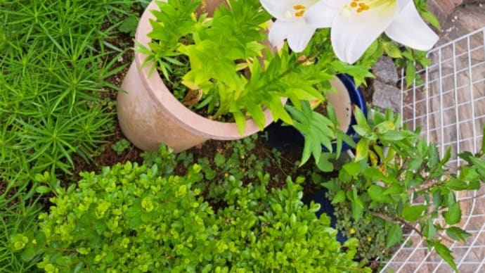 お花