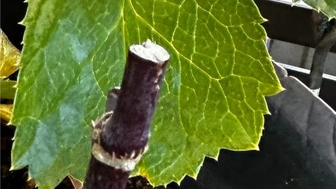 枯れ木に葉っぱ