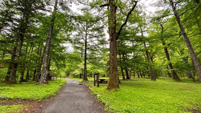 上高地6月 2022年その1・山荷葉