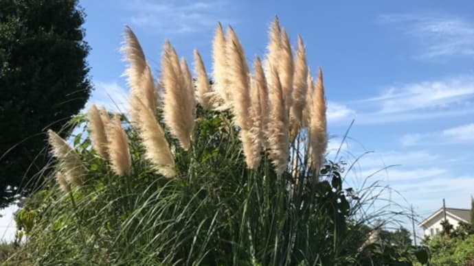 萌の庭