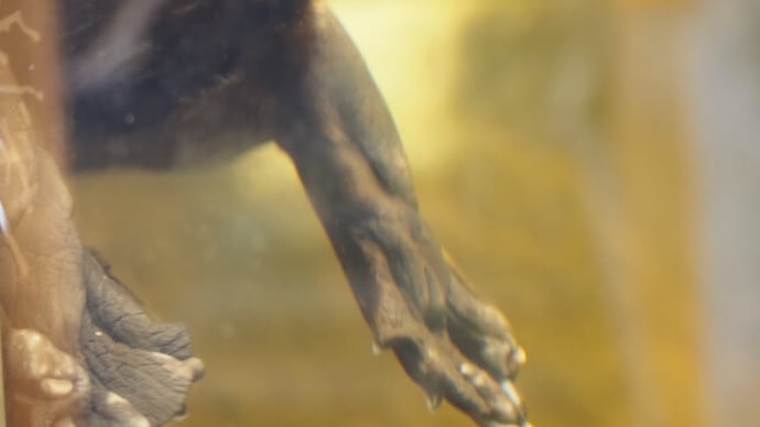 カナダの動物