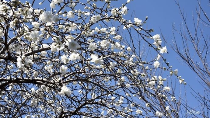 神田川から井の頭恩賜公園の「桜」を愛でる