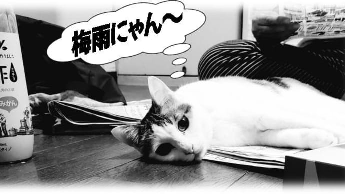 100均のスマホリング(落下防止にゃん)・・落ちない、見やすい、壁掛け&薬指の意味&横綱