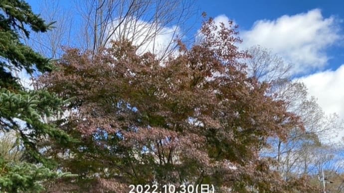 霜降の朝