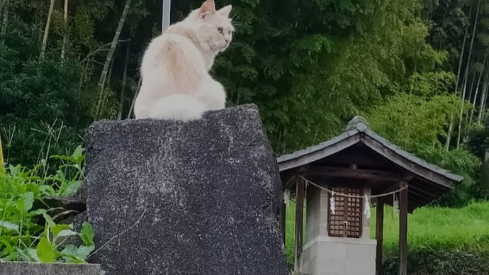 猫神様⁉