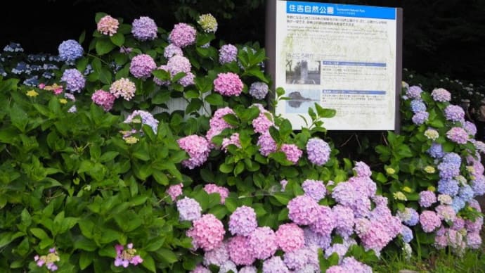 住吉自然公園の紫陽花