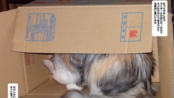 ネコは箱が好きというけれど。。。？