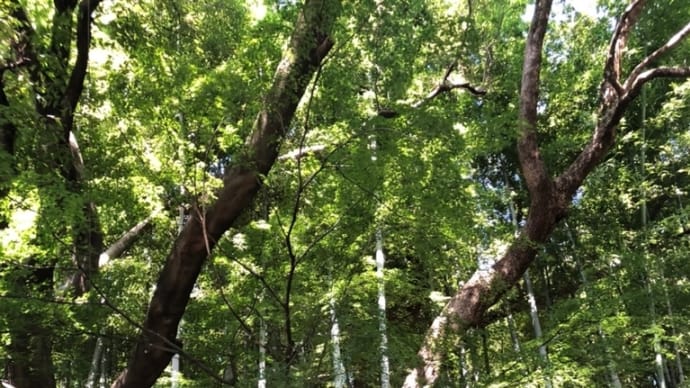 akkutyのお散歩🌲大宮八幡宮