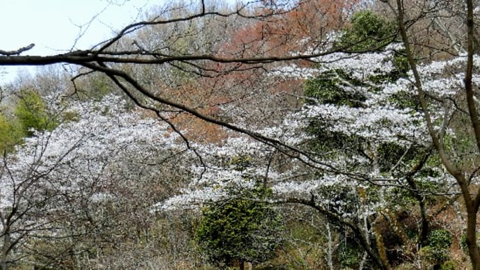 春爛漫の散歩道の花木達です。