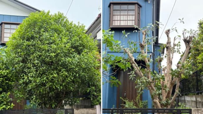 個人邸敷地内で元気にスクスクと育ったキンモクセイをサッパリとし高さを低くする作業