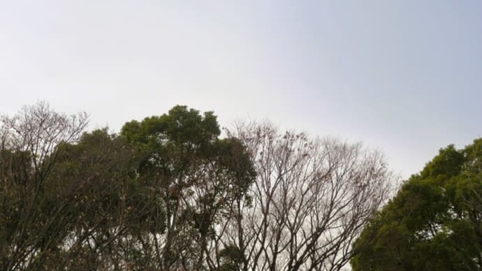 柿の実とシジュウカラさん編