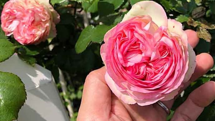 我が家のバラたち開花! 今年の1番花は・・・?