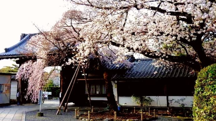 桜2022...5