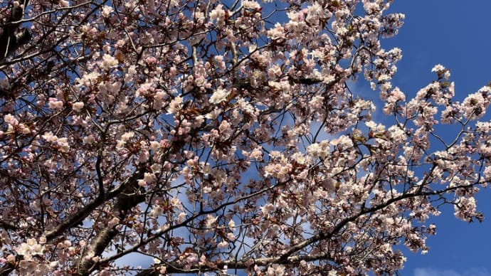 2025桜