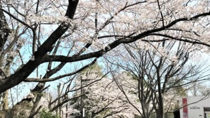 毎年同じような景色で・・・。